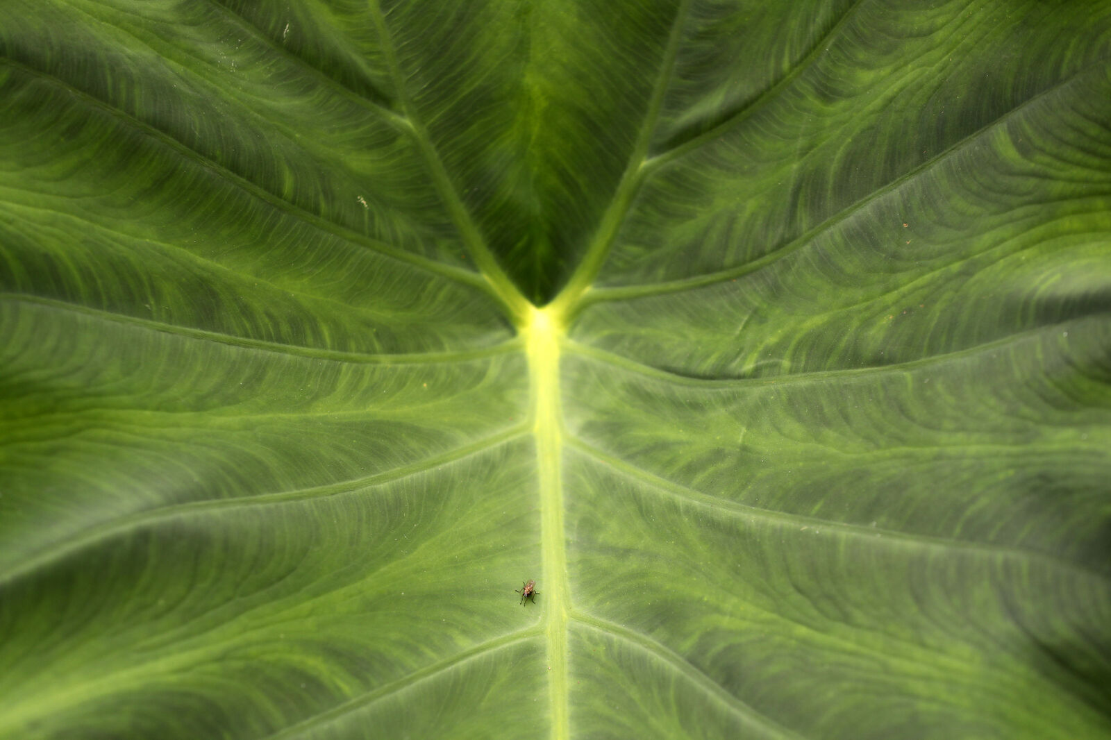 Elephant ears